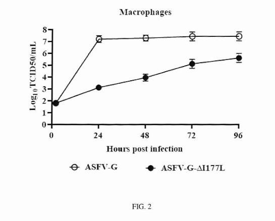 DEVELOPMENT OF A NOVEL LIVE ATTENUATED AFRICAN SWINE FEVER VACCINE BASED IN THE DELETION OF GENE I177L — 图样 2 / mark 2 · Laos patent