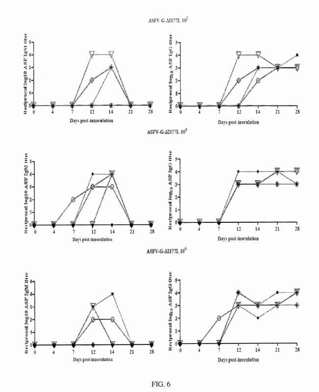 DEVELOPMENT OF A NOVEL LIVE ATTENUATED AFRICAN SWINE FEVER VACCINE BASED IN THE DELETION OF GENE I177L — 图样 6 / mark 6 · Laos patent