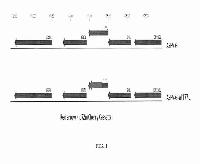 DEVELOPMENT OF A NOVEL LIVE ATTENUATED AFRICAN SWINE FEVER VACCINE BASED IN THE DELETION OF GENE I177L — 图样 7 / mark 7 · Laos patent