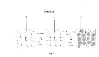 Flexible Multi-level Phase Change Material Having Having Cross-linked Network Structure and Preparation Method Therefor — 图样 5 / mark 5 · Laos patent