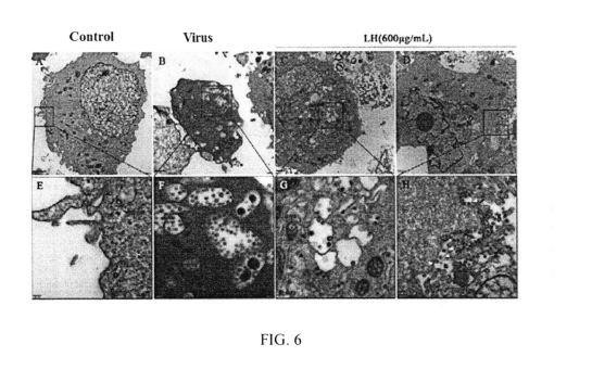 USE OF PHARMACEUTICAL COMPOSITION FOR PREVENTING AND TREATING NOVEL CORONAVIRUS PNEUMONIA — 图样 6 / mark 6 · Laos patent