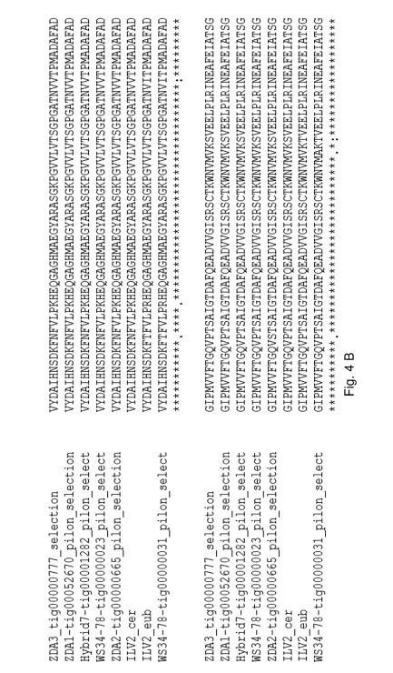 Low diacetyl yeast — 图样 7 / mark 7 · Laos patent