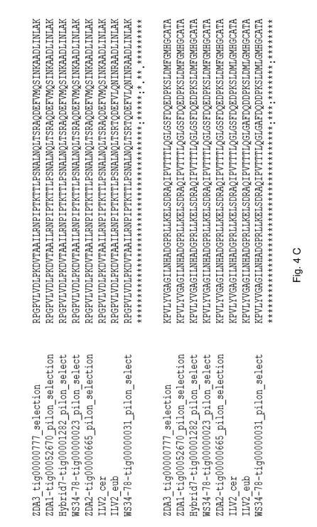 Low diacetyl yeast — 图样 8 / mark 8 · Laos patent