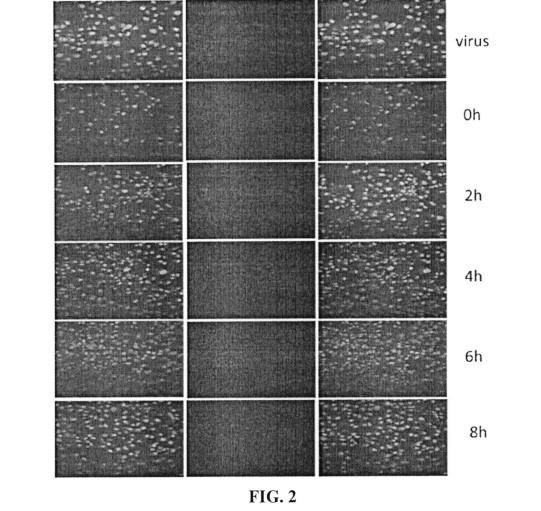 TRADITIONAL CHINESE MEDICINE COMPOSITION FOR TREATING COLD IN CHILDREN — 图样 3 / mark 3 · Laos patent