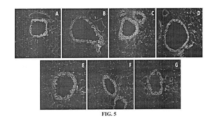 TRADITIONAL CHINESE MEDICINE COMPOSITION FOR TREATING COLD IN CHILDREN — 图样 6 / mark 6 · Laos patent